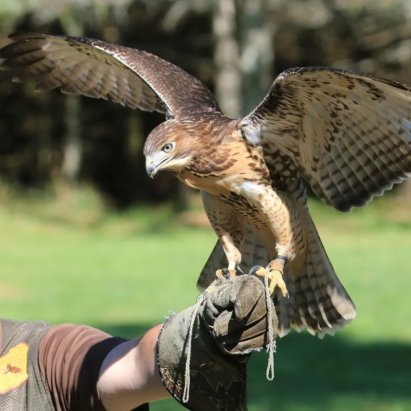 A red-tailed hawk with its wings spread, standing on a falconer's gauntlet with jesses and leash