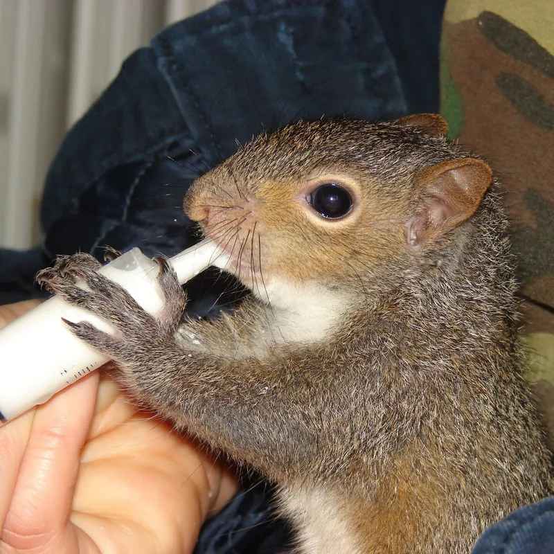 A juvenile eastern gray squirrel gripping a feeding syringe in both forepaws, held in a rehabilitator's hand